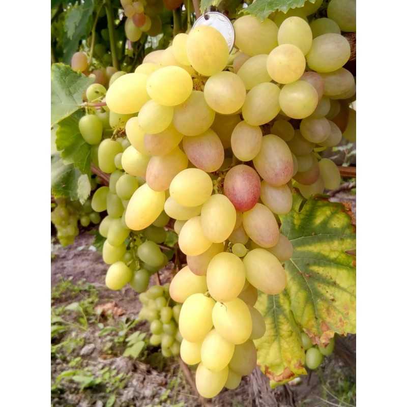 Виноград тасон: описание сорта, фото и отзывы, особенности