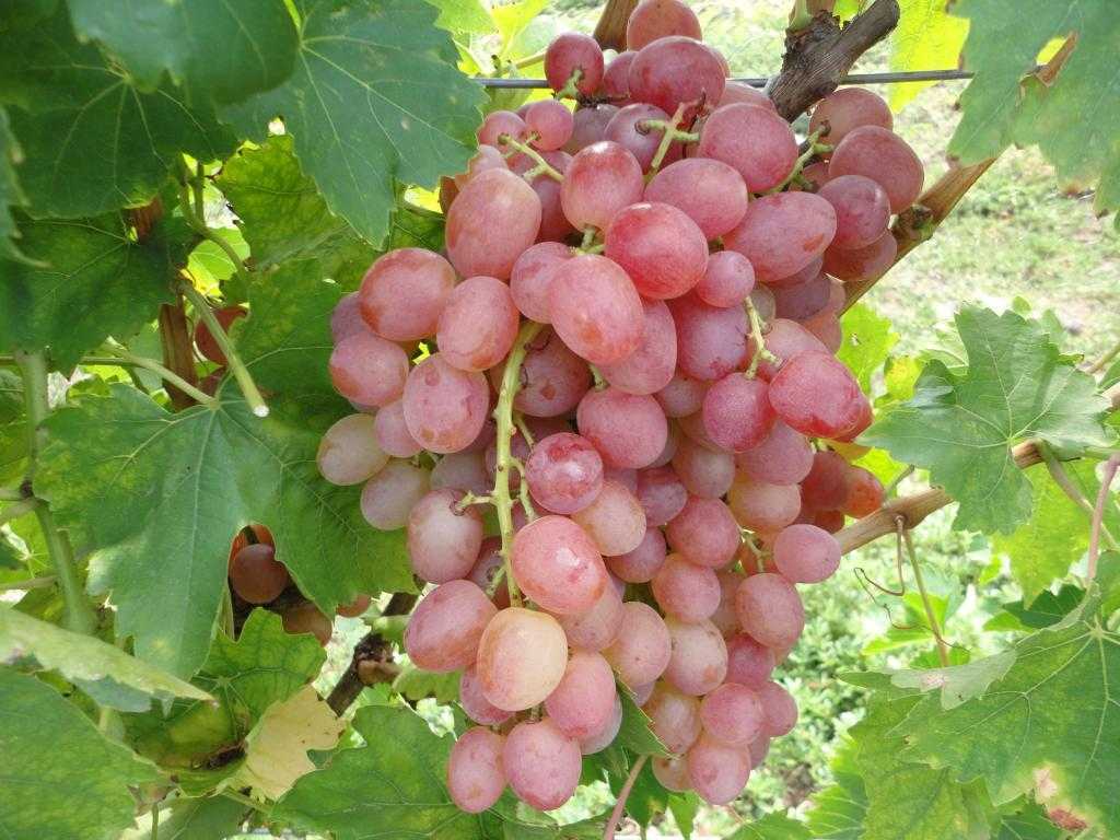 Виноград ливия: описание сорта с характеристикой и отзывами, особенности посадки и выращивания, фото