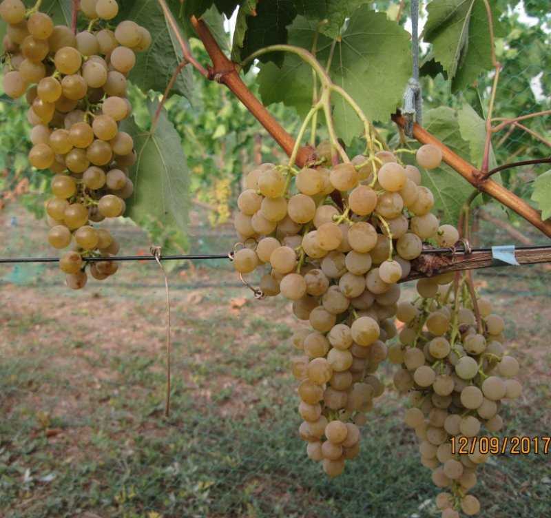 Первенец магарача виноград описание сорта фото