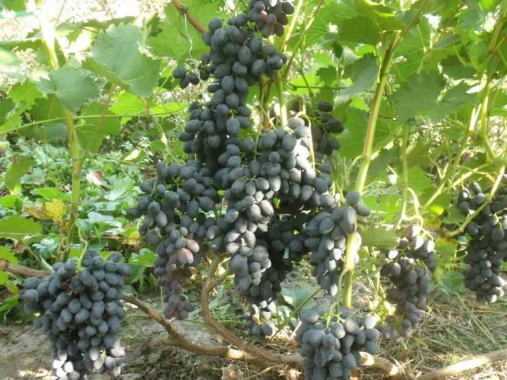 Виноград "долгожданный": описание сорта, фото, отзывы
