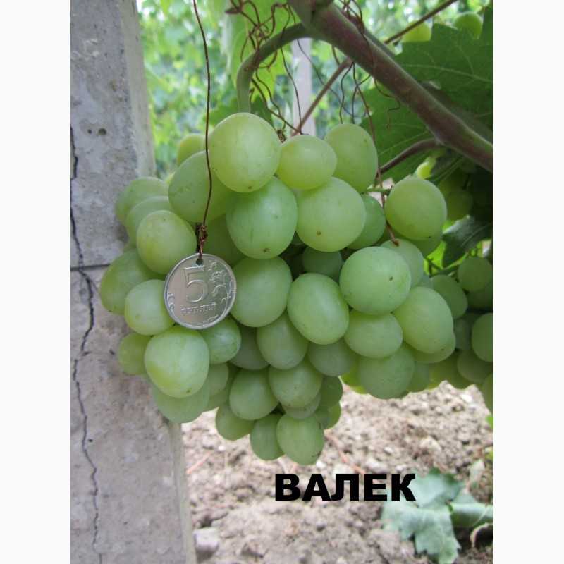 Описание одноименных сортов винограда "райский"