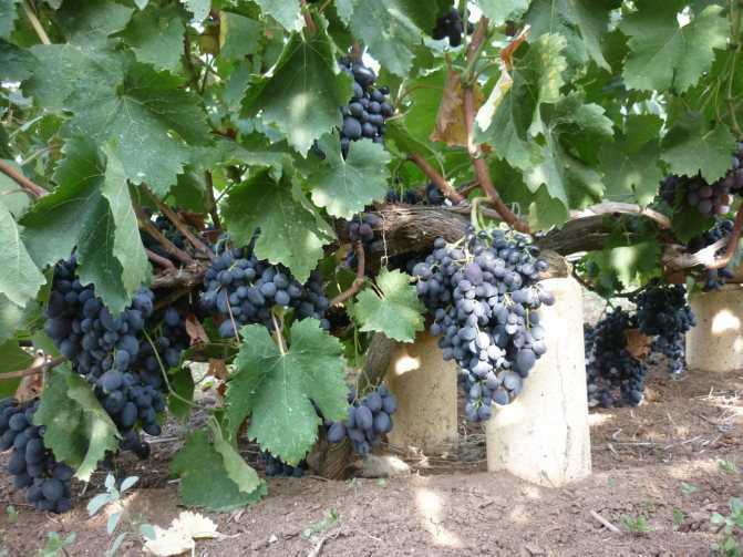 Виноград фуршетный: описание сорта