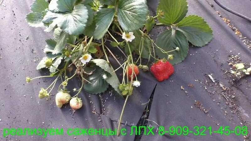 Клубника эльсанта: описание сорта, отзывы садоводов, фото