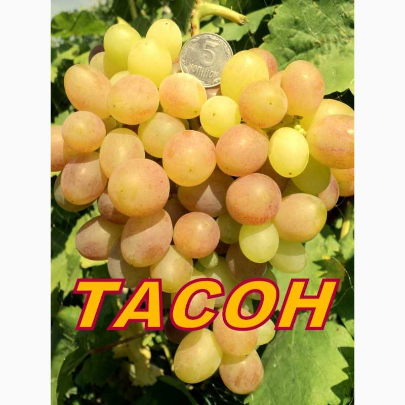Описание сорта винограда тасон
