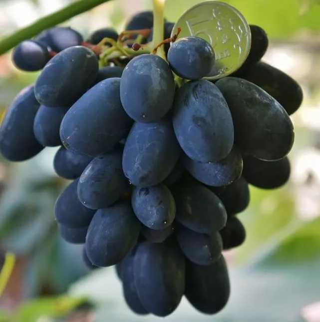 Сорт винограда "сверхранний бессемянный" - описание, особенности виноградной лозы, характеристики, происхождение, фото selo.guru — интернет портал о сельском хозяйстве