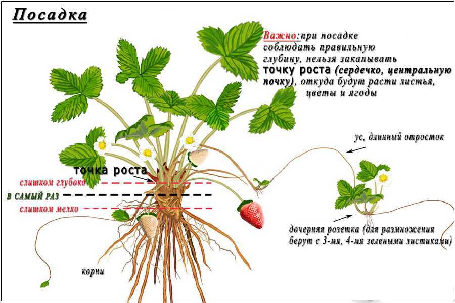 Клубника онда: описание и характеристики сорта садовой земляники, правила выращивания виктории и фото