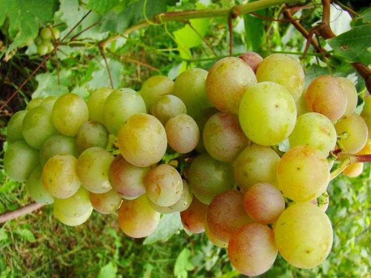 Лучшие ранние сорта винограда