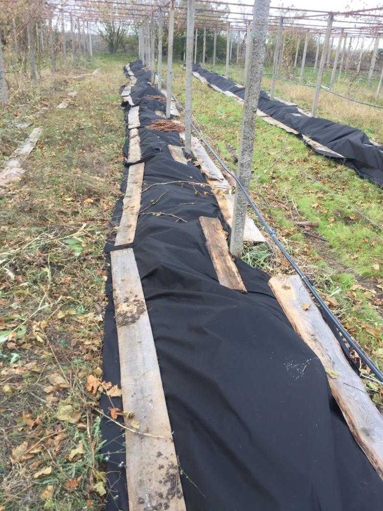 Укрытие винограда на зиму и подготовка к зиме - vinograd-loza