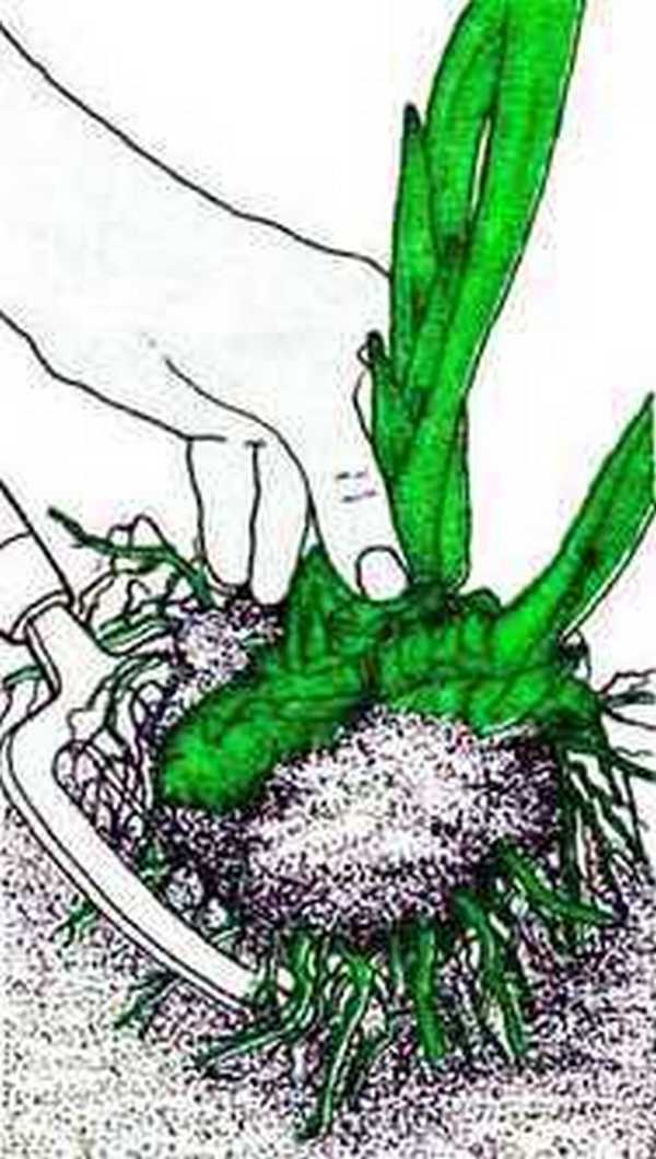 Эстрагон: посадка и уход , фото, выращивание из семян в открытом грунте + фото