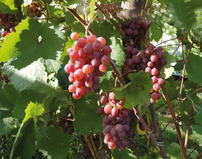 Неукрывные сорта винограда для подмосковья