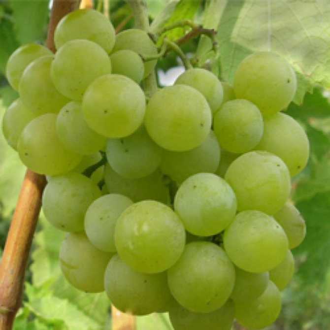Виноград восторг – описание сорта, фото, отзывы