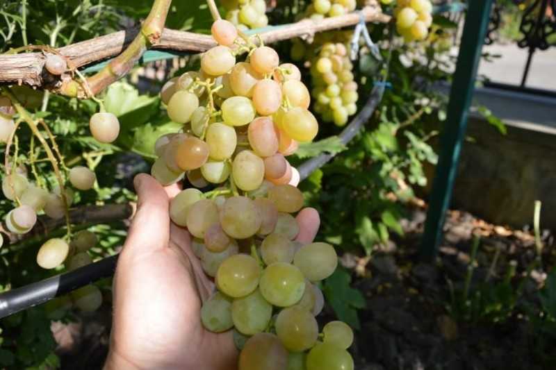 Галахад: популярный российский сорт винограда