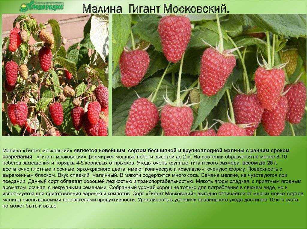 Сорт малины гордость россии, описание сорта с характеристикой и отзывами, а также особенности посадки и выращивания, фото