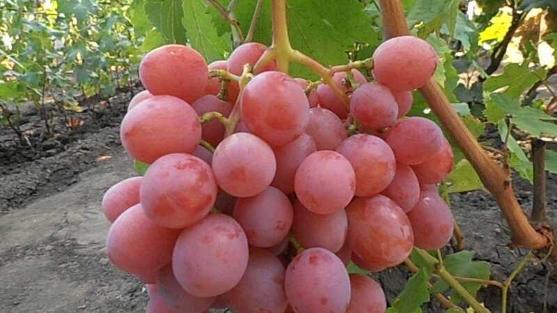Виноград «дружба»: особенности сорта, уход и выращивание, отзывы и фото