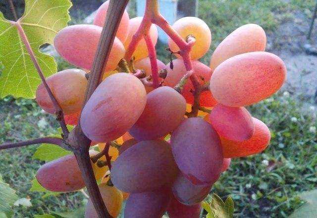 Сорт винограда «юбилей новочеркасска»