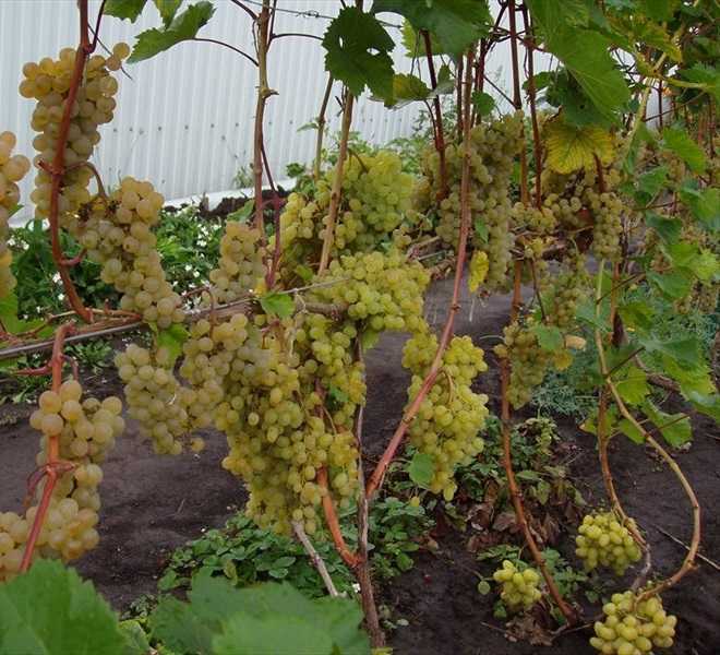 Виноград Кишмиш 342: описание сорта, фото, отзывы виноградарей. Рекомендации по выращиванию и уходу.