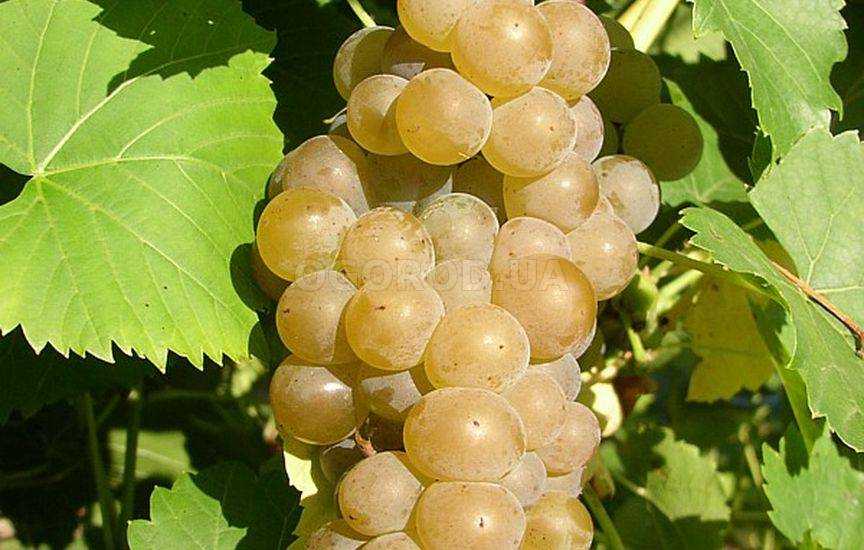 Сорта винограда для подмосковья неукрывные: лучшие сладкие, ранние, среднеспелые, поздние, устойчивые к болезням, винные, морозостойкие для беседки