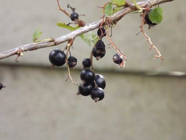 Почему осыпается черная смородина? что делать, если ягоды смородины опадают недозрелыми — срочное спасение урожая!