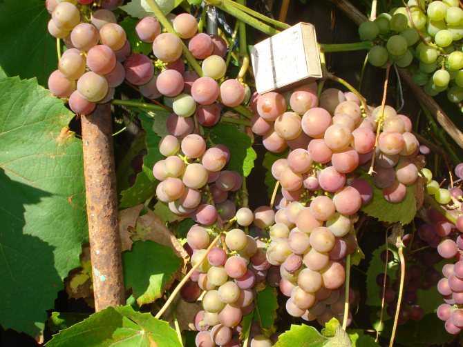 Характеристики винограда низина