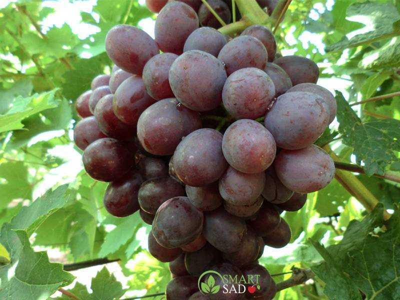 Сенатор - характеристики каждого из двух гибридов винограда
