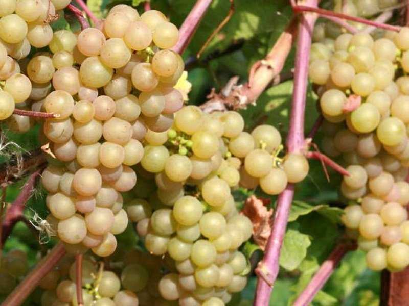 Зимостойкие сорта винограда для подмосковья. топ неукрывных сортов