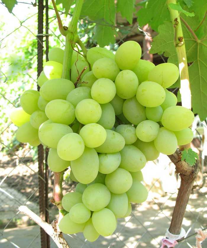 Описание сорта винограда благовест: фото и отзывы | vinograd-loza