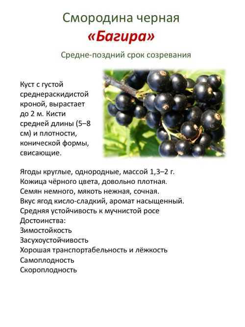 Черная смородина белорусская сладкая: описание, выращивание