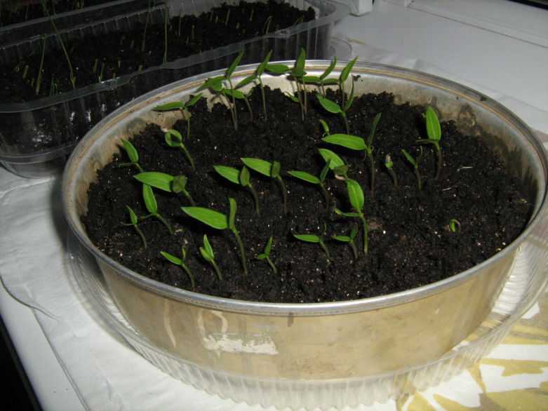 Базилик на подоконнике выращивание из семян в домашних условиях, зимой, фото видео