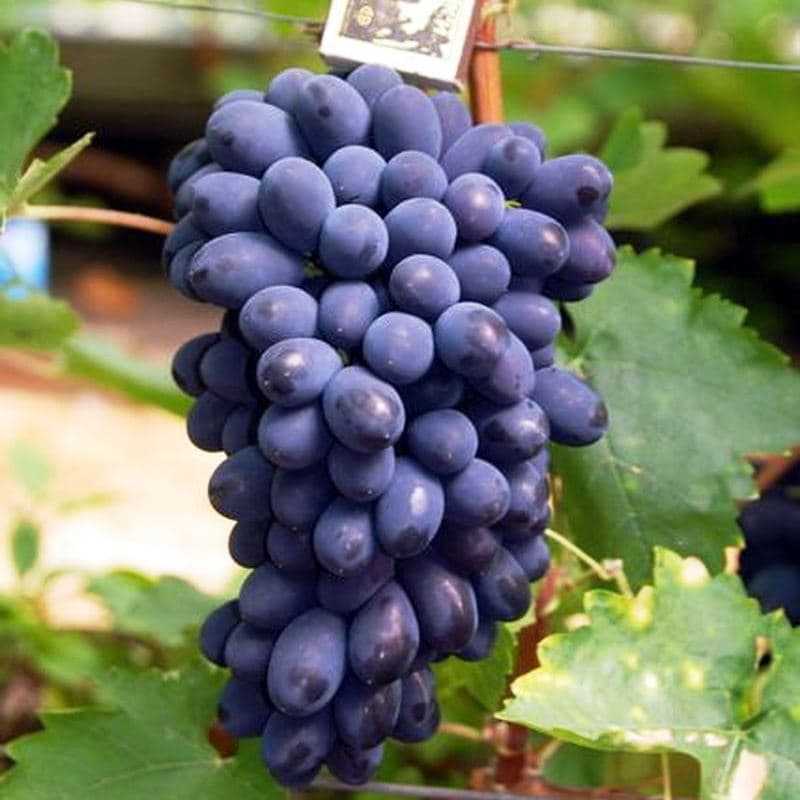 Очень ранние сорта винограда в украине: описание, фото, купить саженцы - vinograd-loza