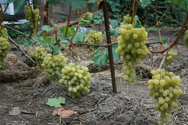Виноград ландыш: описание и характеристики сорта, правила выращивания и ухода