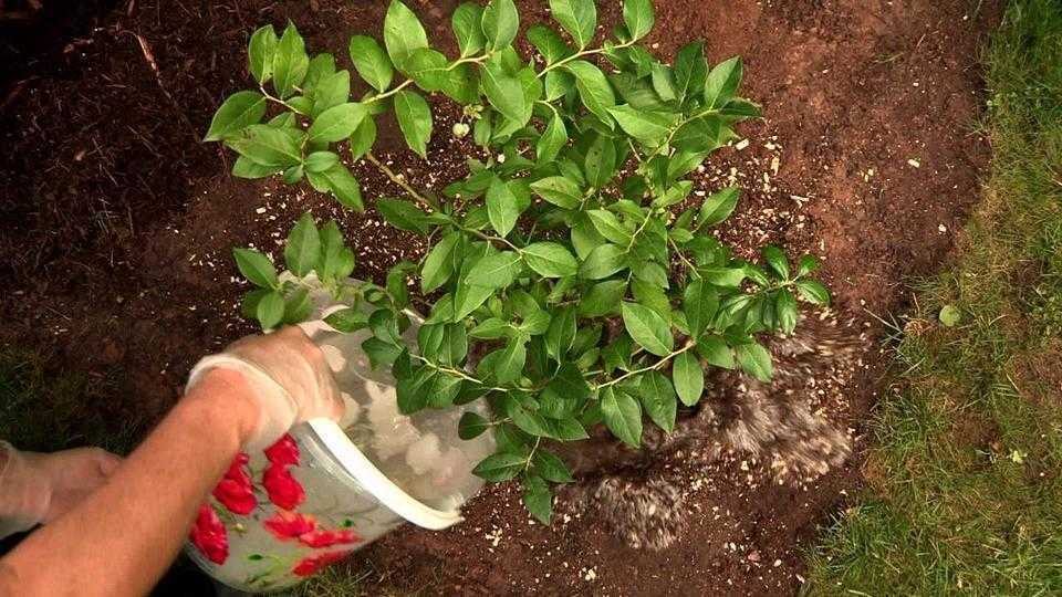 Выращивание голубики из семян в домашних условиях, видео