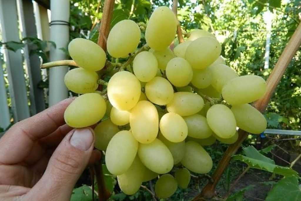 Виноград ландыш: описание сорта