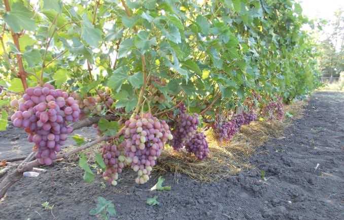 Описание и характеристики сорта винограда гелиос, плодоношение и особенности ухода