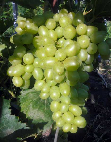 Виноград надежда аксайская: описание сорта, фото, отзывы