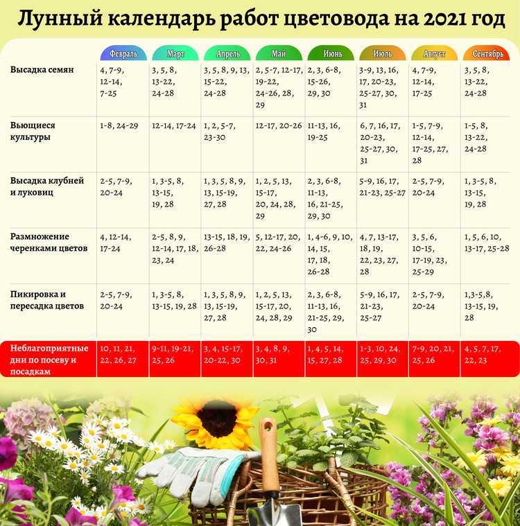 Цветы! лунный календарь цветовода 2020 комнатные растения
