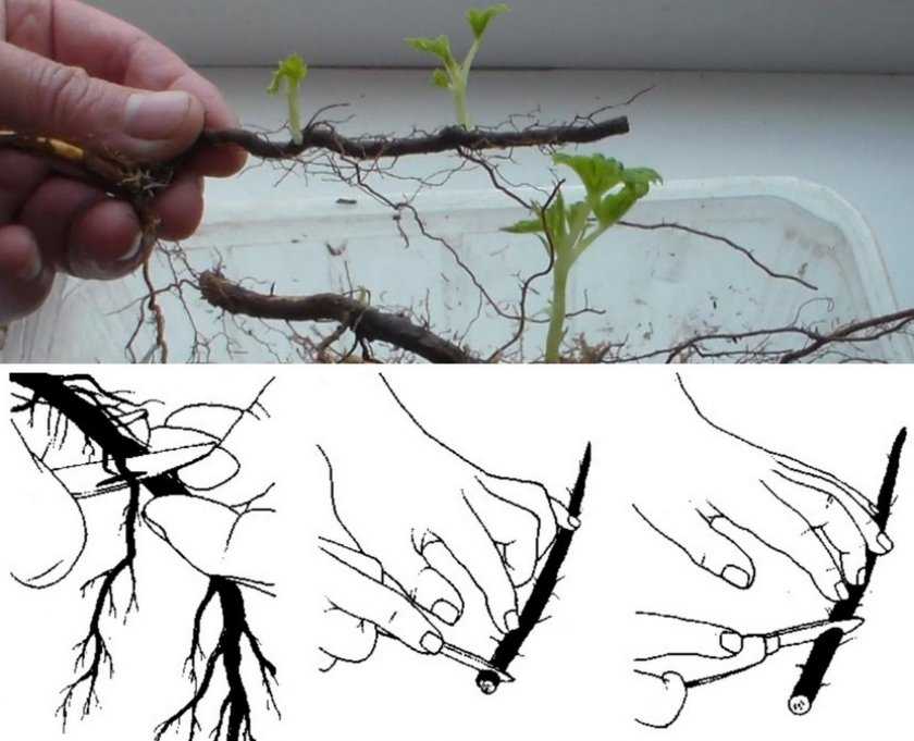 Малиновое дерево: размножение черенками, видео