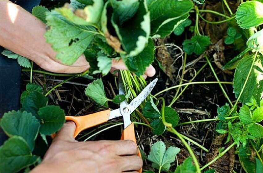 Обрезка клубники после сбора урожая: как и когда обрезать листья и усы | мир садоводства