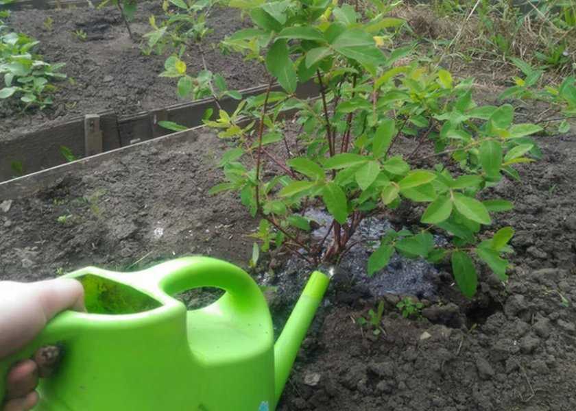 Как посадить жимолость весной саженцами: советы бывалых садоводов