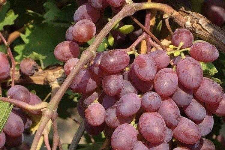 Виноград кристалл: описание сорта, выращивание