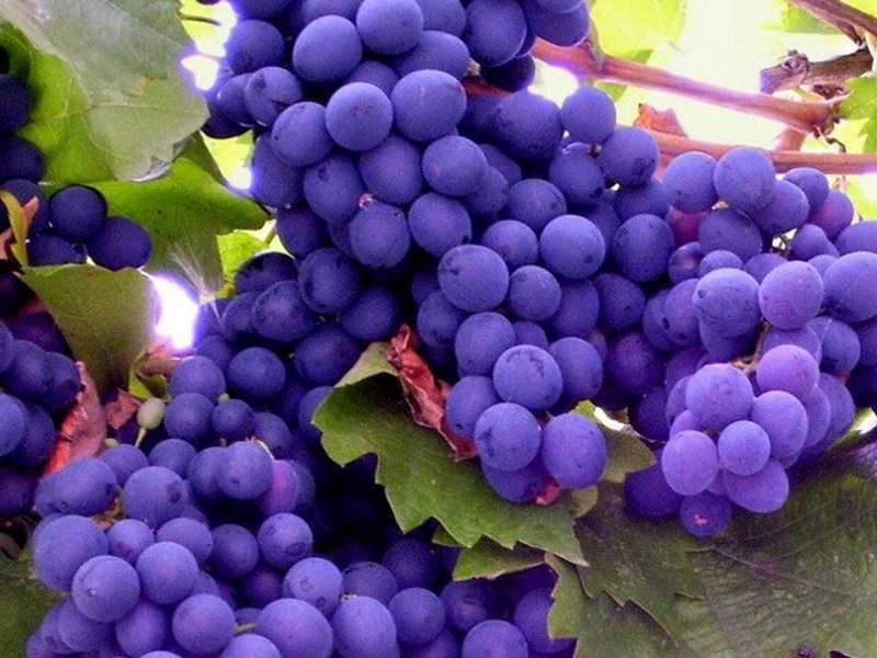 Выращивание винограда для получения ягод: как выбрать сорт для подмосковья