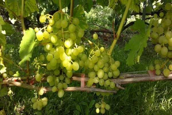 Морозостойкий и лечебный сорт винограда «краса севера»