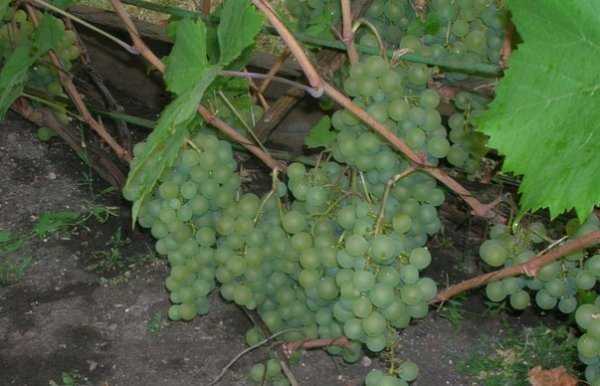 Сорт винограда краса севера: описание, фото
