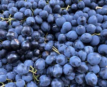 Виноград Молдова: описание сорта, фото, отзывы. Рекомендации по обрезке осенью, борьбе с вредителями.