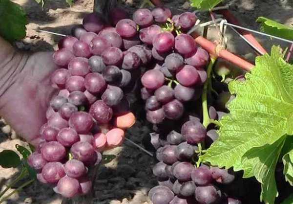 Виноград шахтер, описание сорта и его использование