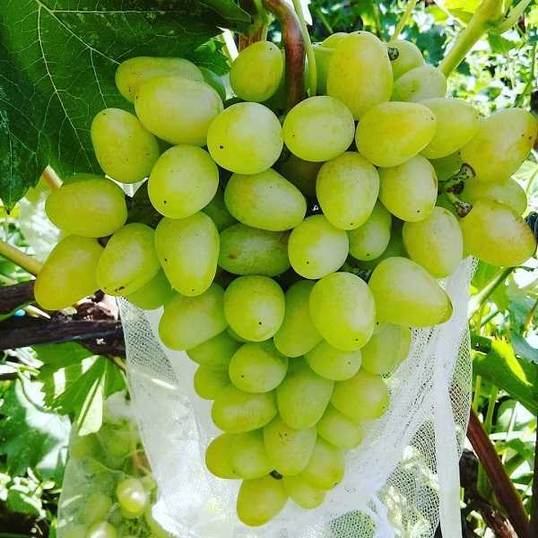 Что скрывается за милым названием винограда "ванюша"?