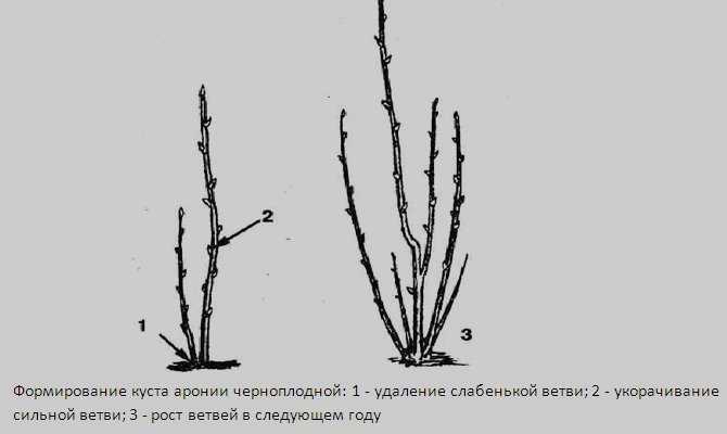 Обрезка черноплодной рябины осенью: когда и как правильно подрезать ветки черной рябины, как формировать куст черноплодки (схемы), дальнейший уход