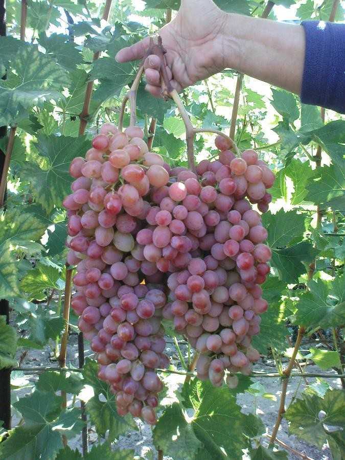 Сорт винограда водограй: что нужно знать о нем, описание сорта, отзывы