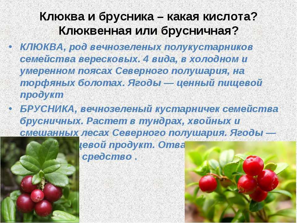 Клюква - описание растения и ягод, полезные свойства, противопоказания, состав, калорийность, фотографии