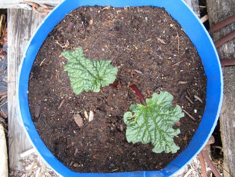 Ревень: выращивание из семян, как вырастить в открытом грунте