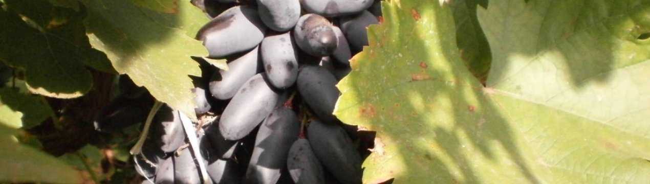 «ведьмины пальцы» — столовый сорт винограда кишмиш